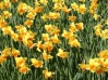Burghley House - gardens