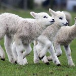 lambs