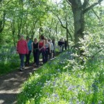 bluebellwalk