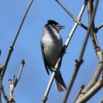 dawnchorus