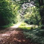 oldsulehay
