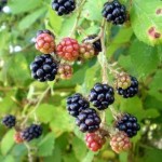 rasclatberrys