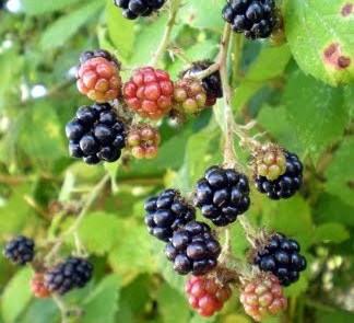 rasclatberrys