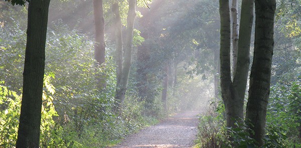 woods