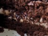 Chocolate-Beetroot-cake