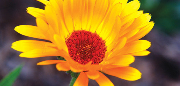 Easy-To-Sow-Annuals-CREDIT-audreyj