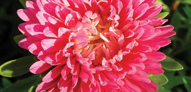 Easy to sow annuals CREDIT-Carl-E-L
