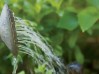 FOT-watering-herbs-for-web