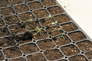 How to prick out seedling#1