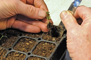 How to prick out seedling#2