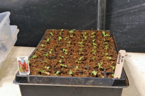 How to prick out seedling#3