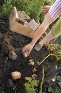 Vegetable garden