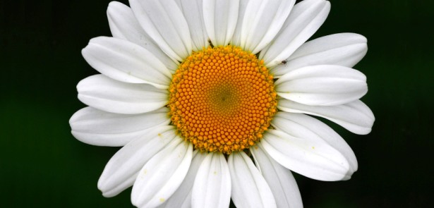 Ox eye Dasiy jpg
