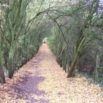 forpe wood