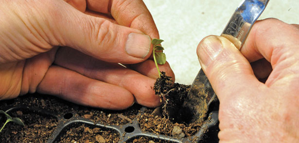 How-to-prick-out-seedling#2