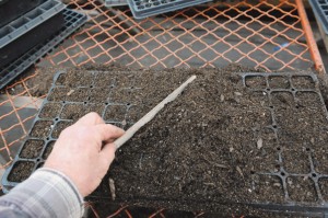 How to prick out seedlings