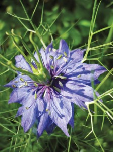 love-In-A-Mist CREDIT dicho