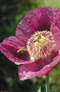 opium poppy CREDIT Eran Fin
