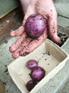 spuds with dirt CREDIT Vidy