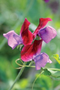 Sweet Pea CREDIT Living in