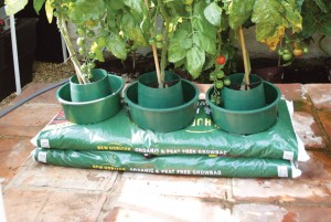 Top Tomatoes