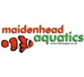 shop-maidenhead-aquatics
