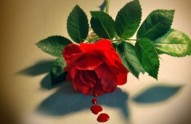 Carmen-The-Musical