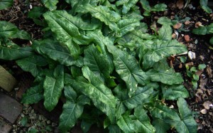 Arum-italicum-CREDIT-peganu