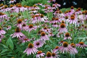 Echinacea-purpurea-CREDIT-B