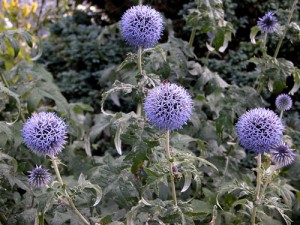 Echinops-ritro-CREDIT-Carl-