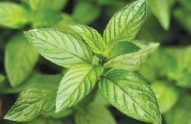 Enjoy-Herbs-Over-Winter