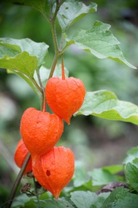 FOT-physalis