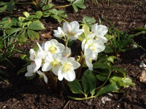Helleborus-niger-CREDIT-Dre