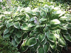 Hosta-'Francee'-CREDIT-terr