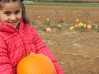 Riverford Pumpkin Day