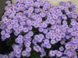 Michaelmas-daisies-CREDIT-D