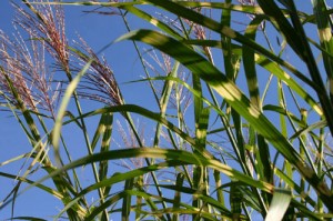 Miscanthus-sinensis-'Zebrin-1