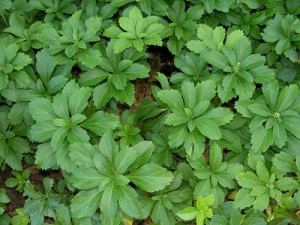 Pachysandra-terminalis-CRED