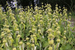 Phlomis-russeliana-CREDIT-D