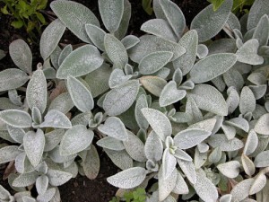 Stachys-byzantina-CREDIT-Ca