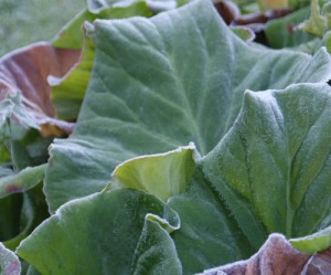 bergenia-leaves-CREDIT-ripp