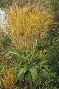 winter-miscanthus