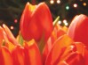 tulips-CREDIT-Ctd-2006