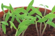 How-to-start-tomatoes-off