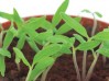 How-to-start-tomatoes-off