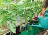 Top-Tomatoes-6