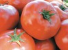top-ten-tomatoes