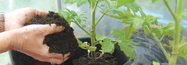 How-to-plant-a-growbag-featured