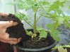 How-to-plant-a-growbag-featured