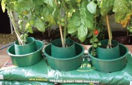Plant-some-tomatoes